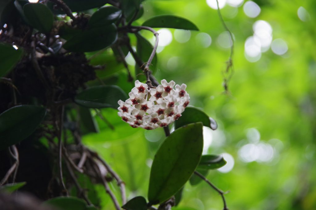西表島の花 植物 写真と説明付き トレッキングツアーは見所満載 Powderreef