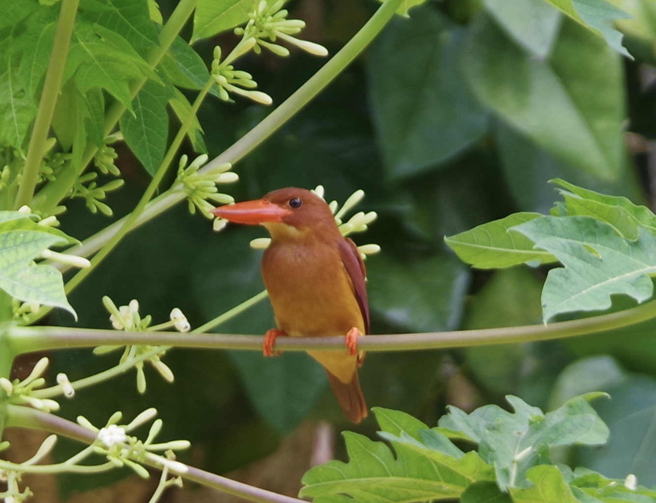 石垣 西表島の野鳥探し 西表島で見られる野鳥は Powderreef