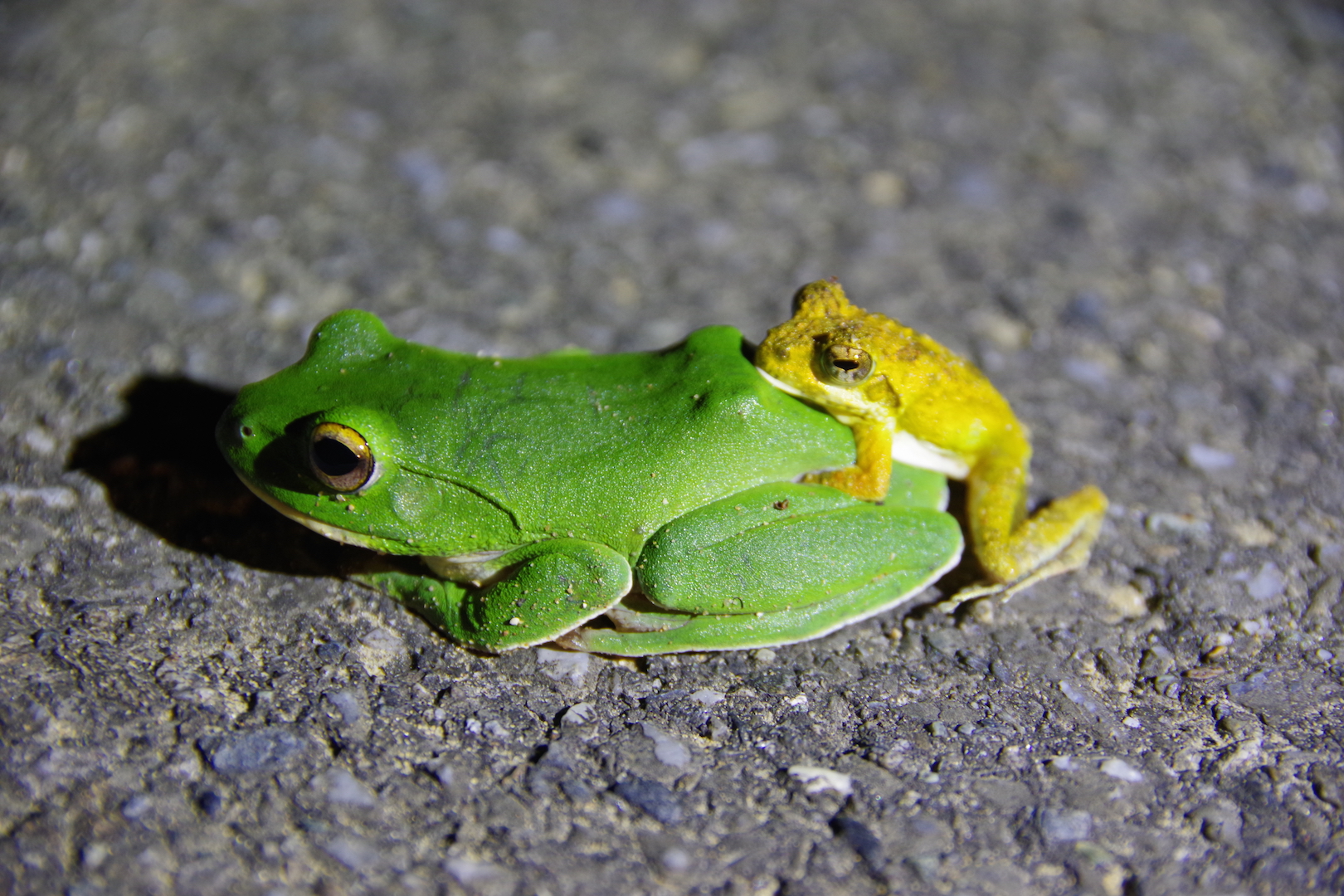 西表島ナイトツアー、ヨナグニサン激レア写真とは？ – 大分